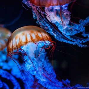 Meet your Posher, Katienicxo